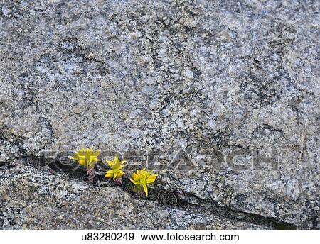 Stock Photo - Yellow wildflowers growing in rock crevice in Mount Goliath Natural Area. Fotosearch