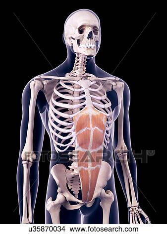 Picture - Abdominal muscle, illustration. Fotosearch