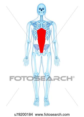 Picture - Abdominal muscle, illustration. Fotosearch