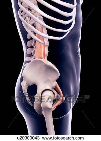 Stock Image - Abdominal muscle, illustration. Fotosearch
