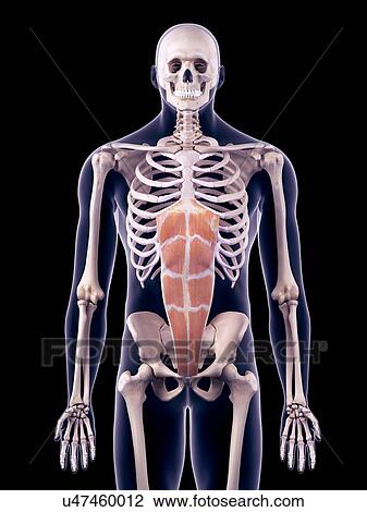 Stock Image - Abdominal muscle, illustration. Fotosearch