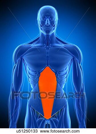 Stock Image - Abdominal muscle, illustration. Fotosearch