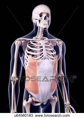 Stock Image - Abdominal muscle, illustration. Fotosearch