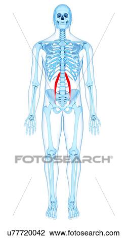 Stock Image - Abdominal muscle, illustration. Fotosearch