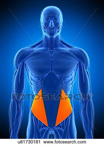 Abdominal muscle, illustration View Large Photo Image Stock Image - Abdominal muscle, illustration. Fotosearch