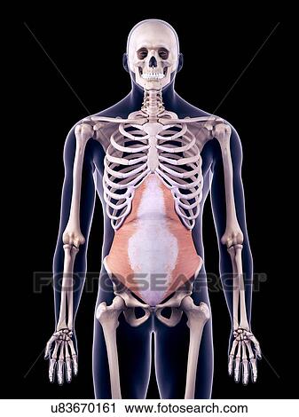 Abdominal muscle, illustration View Large Photo Image Stock Image - Abdominal muscle, illustration. Fotosearch