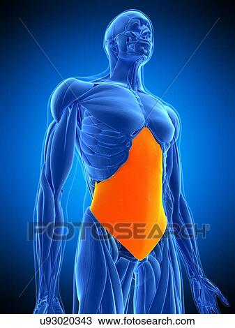 Abdominal muscle, illustration View Large Photo Image Stock Image - Abdominal muscle, illustration. Fotosearch