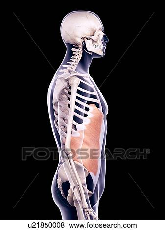 Abdominal muscle, illustration View Large Photo Image Stock Photo - Abdominal muscle, illustration. Fotosearch