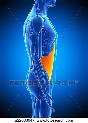 Abdominal muscle, illustration View Large Photo Image Stock Photo - Abdominal muscle, illustration. Fotosearch