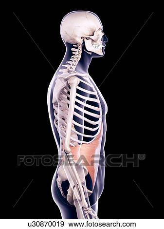 Stock Photo - Abdominal muscle, illustration. Fotosearch