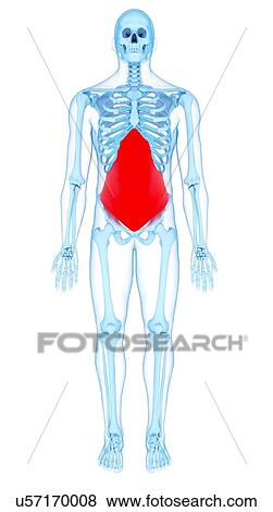 Abdominal muscle, illustration View Large Photo Image Stock Photo - Abdominal muscle, illustration. Fotosearch