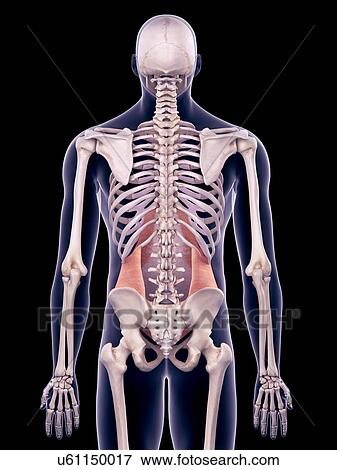 Stock Photo - Abdominal muscle, illustration. Fotosearch