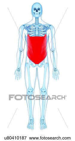Stock Photo - Abdominal muscle, illustration. Fotosearch