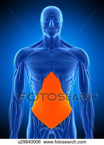 Stock Photograph - Abdominal muscle, illustration. Fotosearch