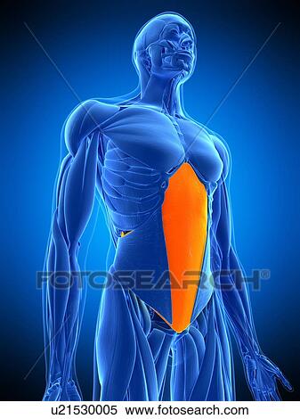 Abdominal muscle, illustration View Large Photo Image Stock Photography - Abdominal muscle, illustration. Fotosearch