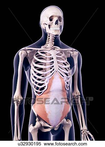 Stock Photography - Abdominal muscle, illustration. Fotosearch