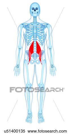 Stock Photography - Abdominal muscle, illustration. Fotosearch