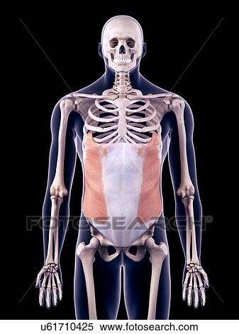 Abdominal muscle, illustration View Large Photo Image Stock Photography - Abdominal muscle, illustration. Fotosearch