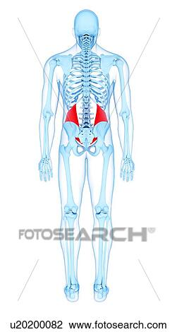 Abdominal muscles, illustration View Large Photo Image Stock Image - Abdominal muscles, illustration. Fotosearch