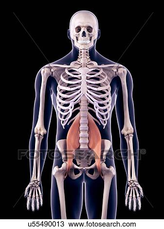 Stock Image - Abdominal muscles, illustration. Fotosearch