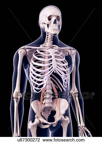 Abdominal muscles, illustration View Large Photo Image Stock Image - Abdominal muscles, illustration. Fotosearch