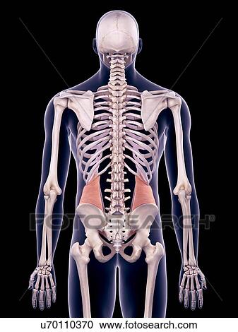 Stock Image - Abdominal muscles, illustration. Fotosearch
