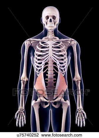 Stock Image - Abdominal muscles, illustration. Fotosearch