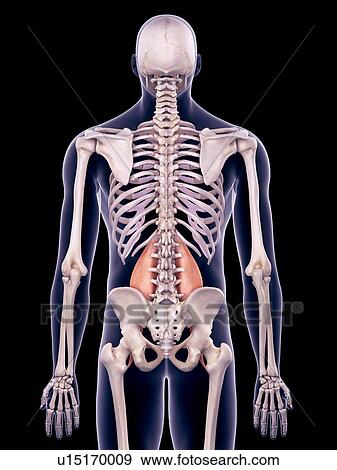 Stock Photo - Abdominal muscles, illustration. Fotosearch