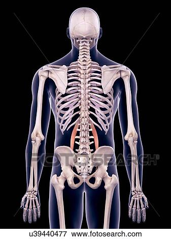 Abdominal muscles, illustration View Large Photo Image Stock Photo - Abdominal muscles, illustration. Fotosearch
