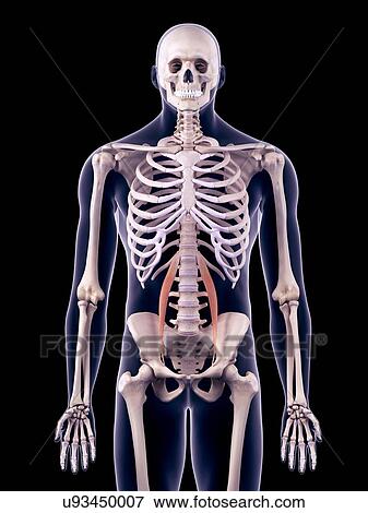 Abdominal muscles, illustration View Large Photo Image Stock Photo - Abdominal muscles, illustration. Fotosearch
