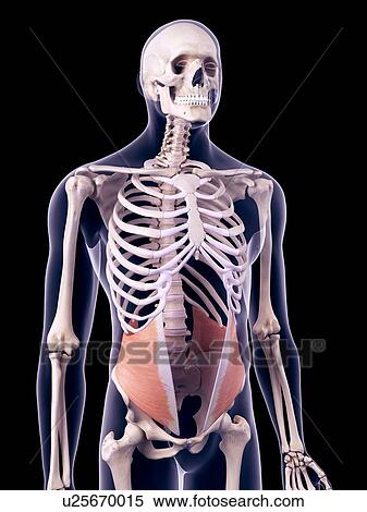 Abdominal muscles, illustration View Large Photo Image Stock Photography - Abdominal muscles, illustration. Fotosearch