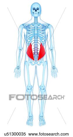 Abdominal muscles, illustration View Large Photo Image Stock Photography - Abdominal muscles, illustration. Fotosearch