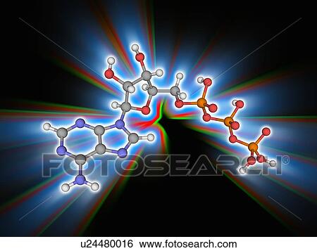 Adenosine triphosphate (ATP) molecule View Large Photo Image Stock Photograph - Adenosine triphosphate (ATP) molecule. Fotosearch