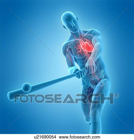 Picture - Anatomy of a baseball player, illustration. Fotosearch