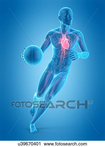 Stock Image - Anatomy of a basketball player, illustration. Fotosearch