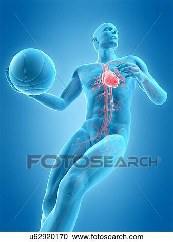 Stock Image - Anatomy of a basketball player, illustration. Fotosearch