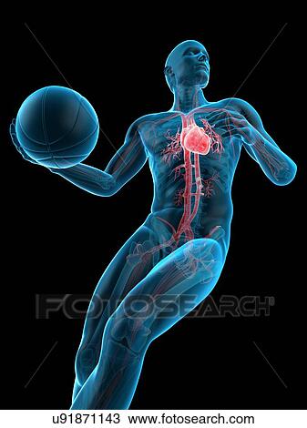 Anatomy of a basketball player, illustration View Large Photo Image Stock Image - Anatomy of a basketball player, illustration. Fotosearch