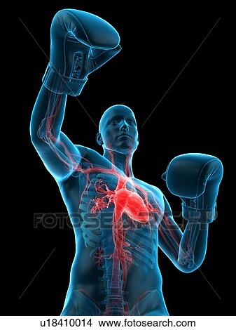 Anatomy of a boxer, illustration View Large Photo Image Picture - Anatomy of a boxer, illustration. Fotosearch