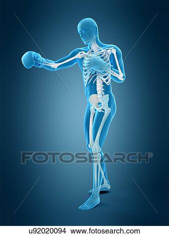 Anatomy of a boxer, illustration View Large Photo Image Picture - Anatomy of a boxer, illustration. Fotosearch