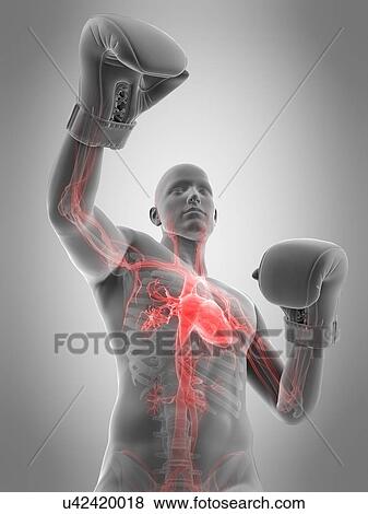 Anatomy of a boxer, illustration View Large Photo Image Stock Photo - Anatomy of a boxer, illustration. Fotosearch
