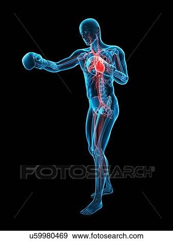 Stock Photo - Anatomy of a boxer, illustration. Fotosearch