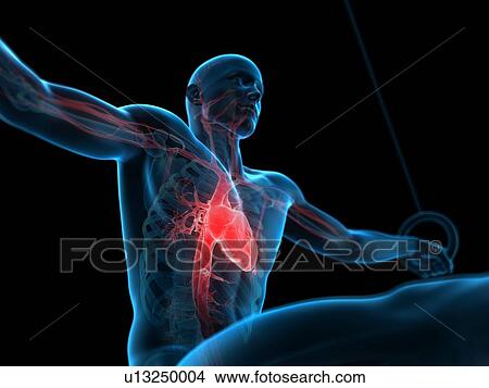 Picture - Anatomy of an athlete, illustration. Fotosearch