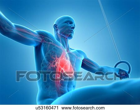 Stock Image - Anatomy of an athlete, illustration. Fotosearch