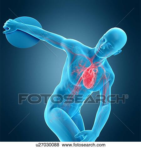 Stock Photo - Anatomy of athlete throwing discus, illustration. Fotosearch