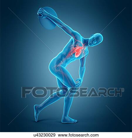 Stock Photo - Anatomy of athlete throwing discus, illustration. Fotosearch
