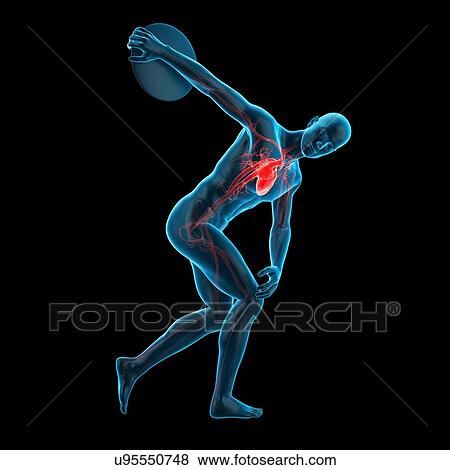 Anatomy of athlete throwing discus, illustration View Large Photo Image Stock Photo - Anatomy of athlete throwing discus, illustration. Fotosearch