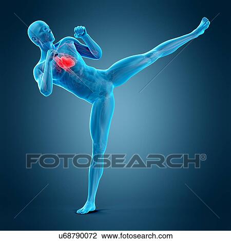 Stock Image - Anatomy of person doing high kick, illustration. Fotosearch