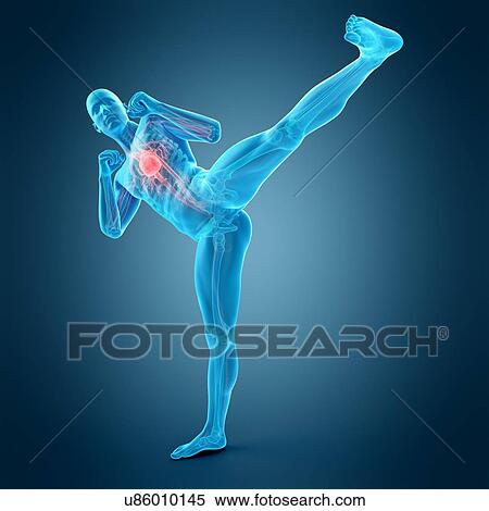 Stock Photography - Anatomy of person doing high kick, illustration. Fotosearch