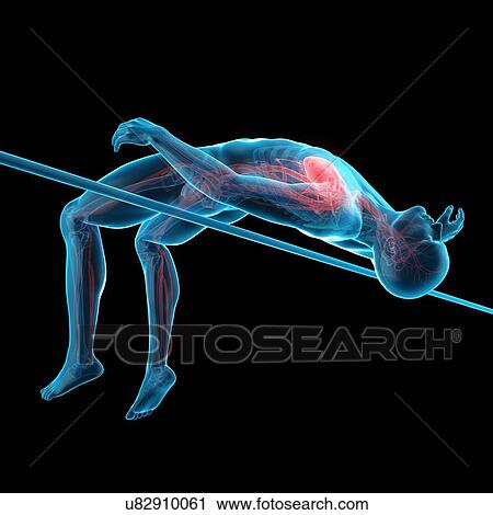 Anatomy of person high jumping, illustration View Large Photo Image Stock Image - Anatomy of person high jumping, illustration. Fotosearch