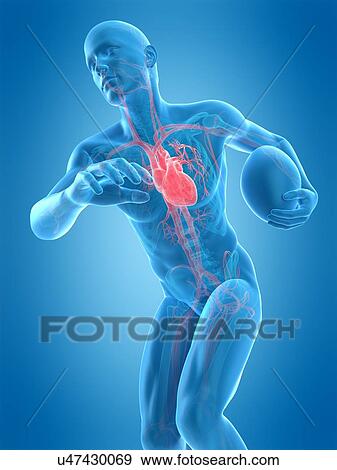 Anatomy of rugby player, illustration View Large Photo Image Stock Photo - Anatomy of rugby player, illustration. Fotosearch